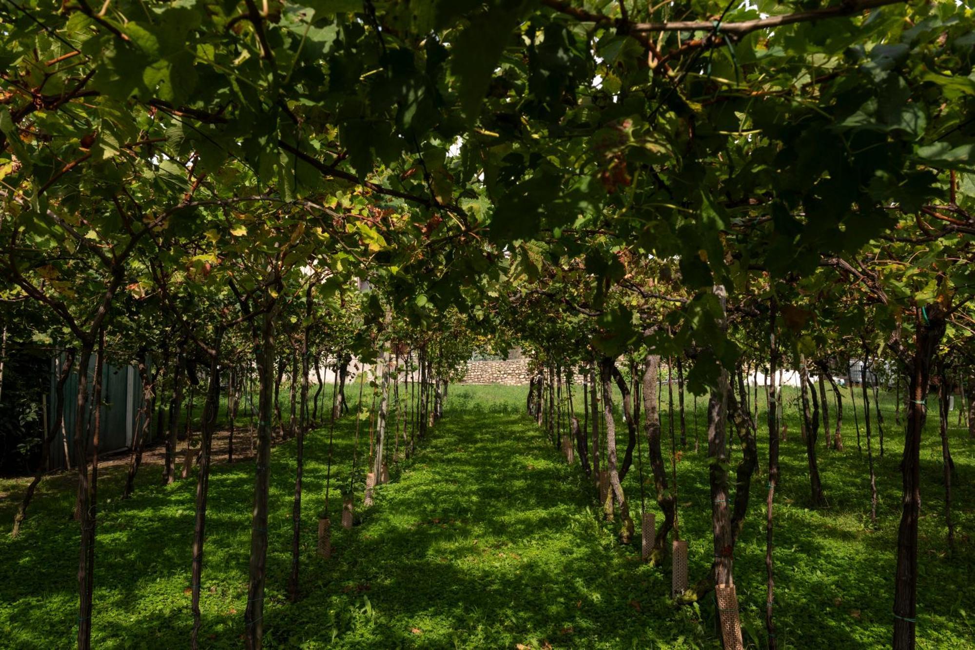 La Terrazza Sulle Vigne B&B Corte Franca Eksteriør bilde
