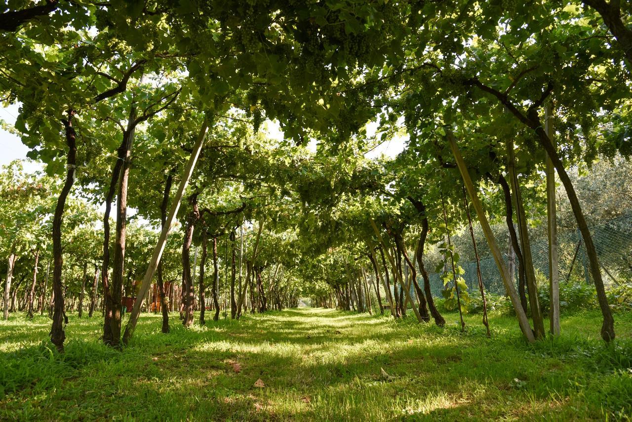 La Terrazza Sulle Vigne B&B Corte Franca Eksteriør bilde